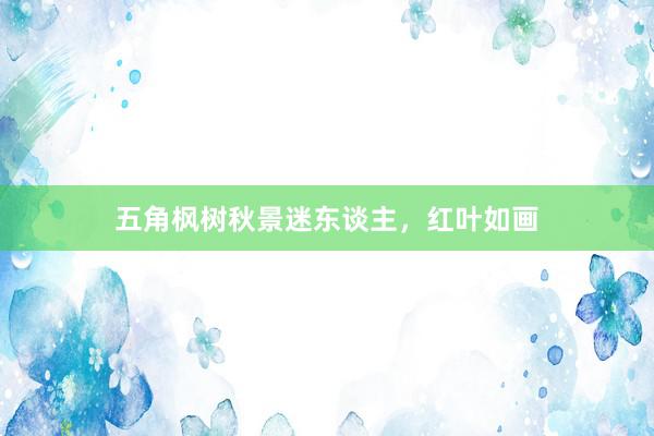 五角枫树秋景迷东谈主，红叶如画
